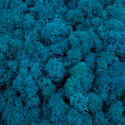 Licheni conservati 500g, albastru clasic deschis RR15L