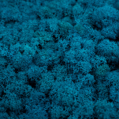 Licheni conservati 500g, albastru clasic deschis RR15L