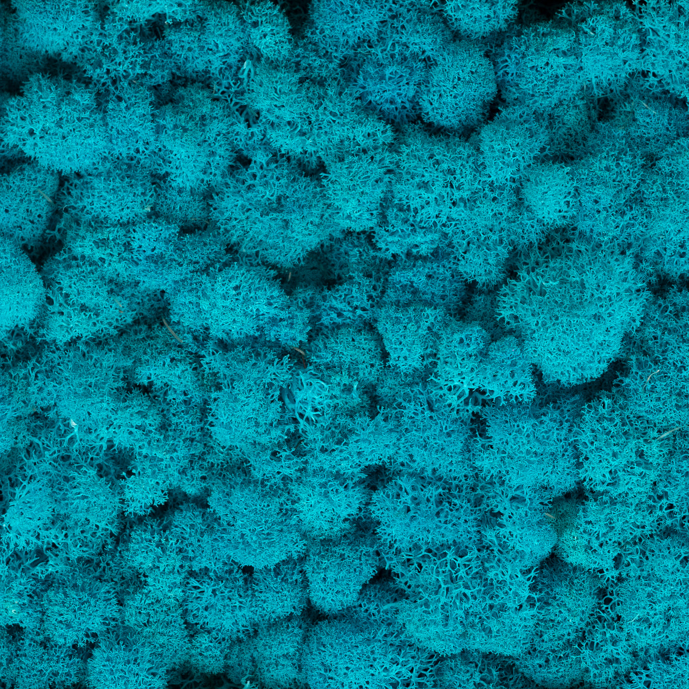 Licheni curatati si fara radacina conservati 500g NET, calitate ULTRA PREMIUM, blue raspberry RR45