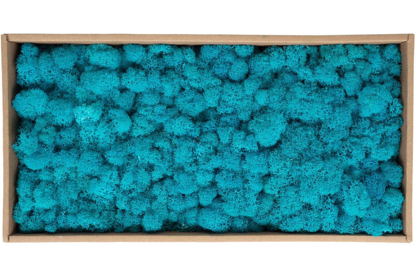 Licheni conservati 500g, blue raspberry RR45