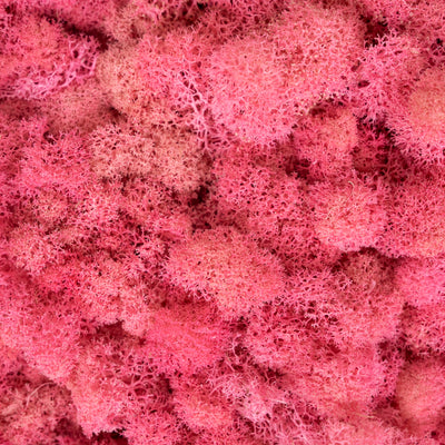 Licheni conservati 500g, roz flamingo RR50