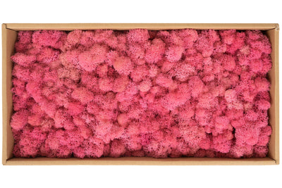Licheni curatati si fara radacina conservati 500g NET, calitate ULTRA PREMIUM, roz flamingo RR50