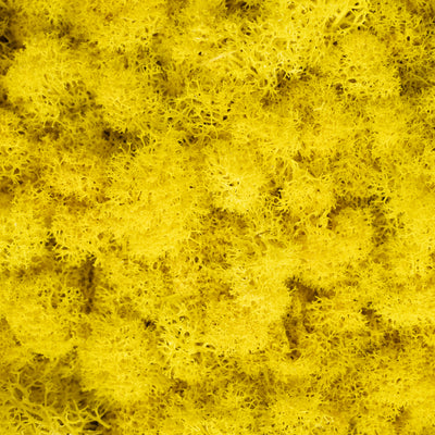 Licheni curatati si fara radacina conservati 500g NET, calitate ULTRA PREMIUM, galben lemon tonic RR39