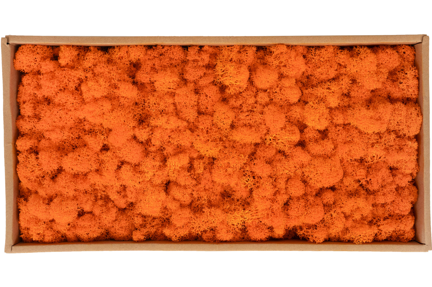 Licheni curatati si fara radacina conservati 500g NET, calitate ULTRA PREMIUM, portocaliu carrot RR41