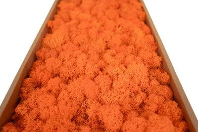 Licheni curatati si fara radacina conservati 500g NET, calitate ULTRA PREMIUM, portocaliu carrot RR41