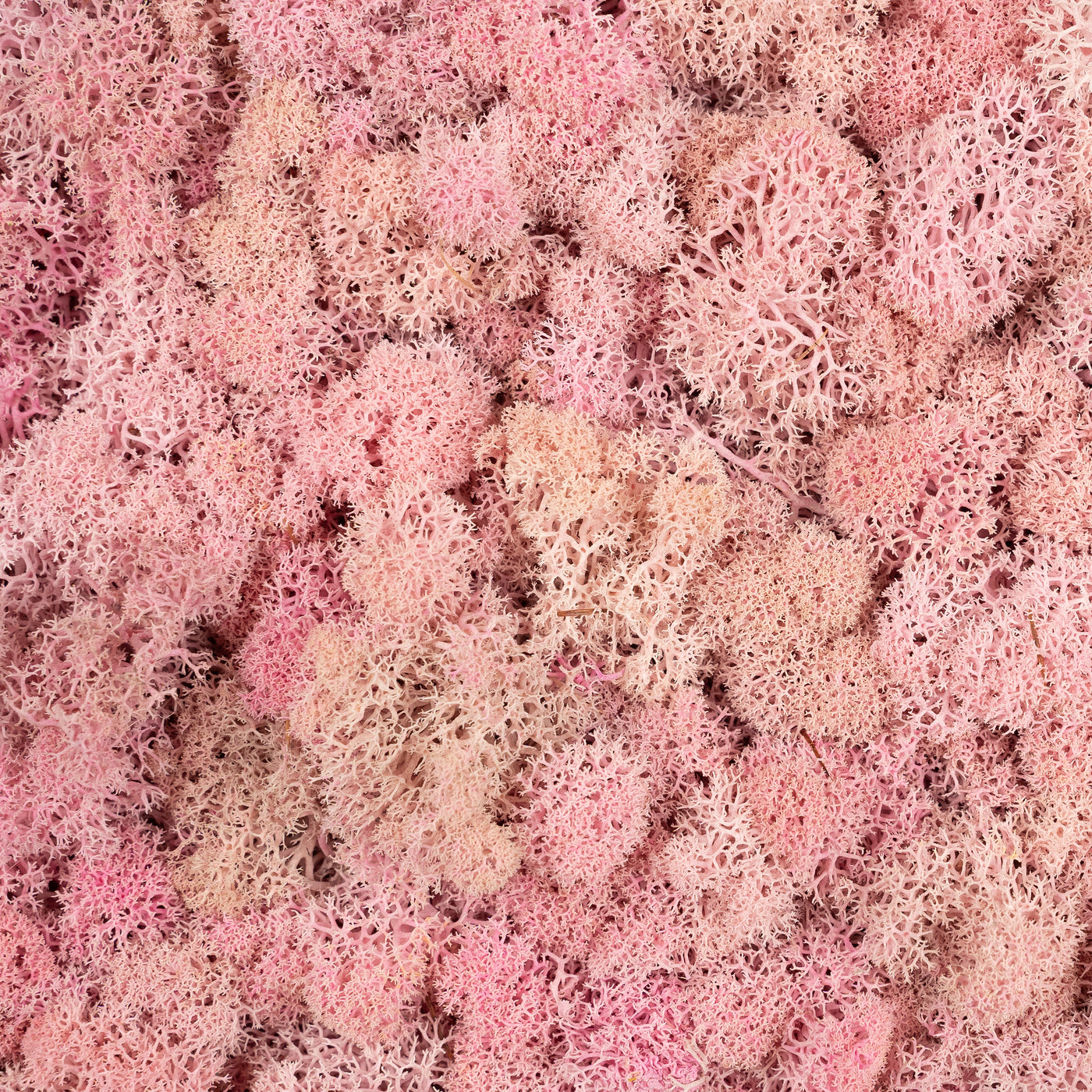 Licheni curatati si fara radacina conservati 500g NET, calitate PREMIUM, roz pal RR31
