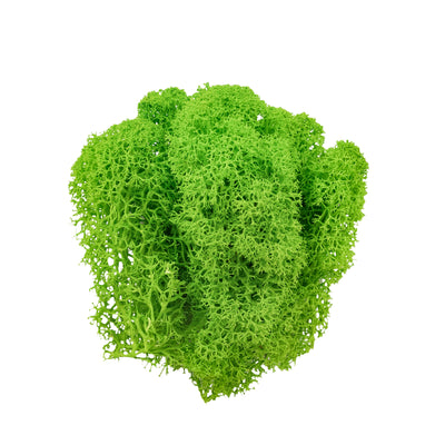 Licheni curatati si fara radacina conservati 500g NET, calitate ULTRA PREMIUM, verde intens deschis RR33