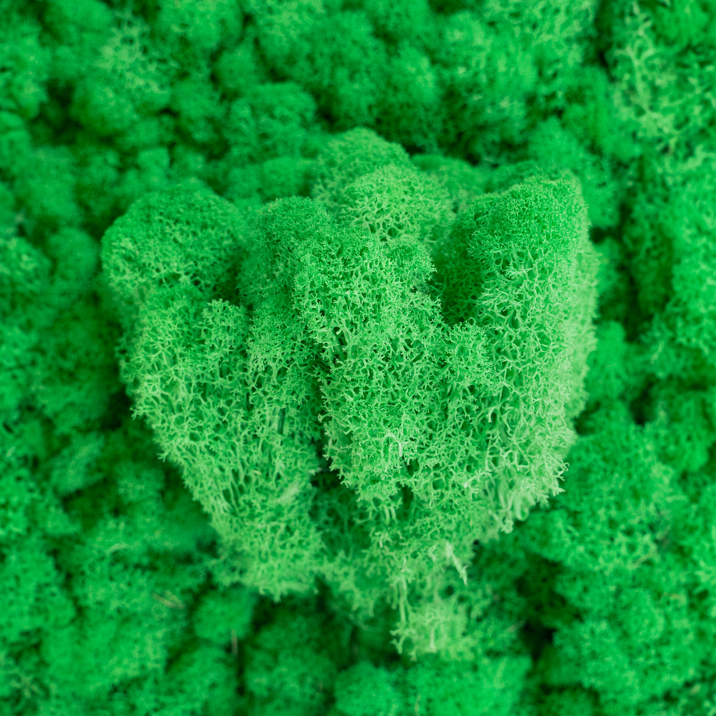 Licheni curatati si fara radacina conservati 500g NET, calitate ULTRA PREMIUM, verde island RR36