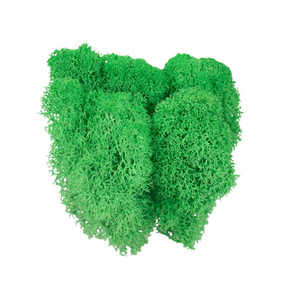 Licheni curatati si fara radacina conservati 500g NET, calitate ULTRA PREMIUM, verde island RR36