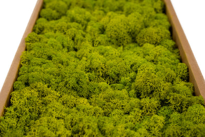 Licheni conservati 500g, verde primavara RR05