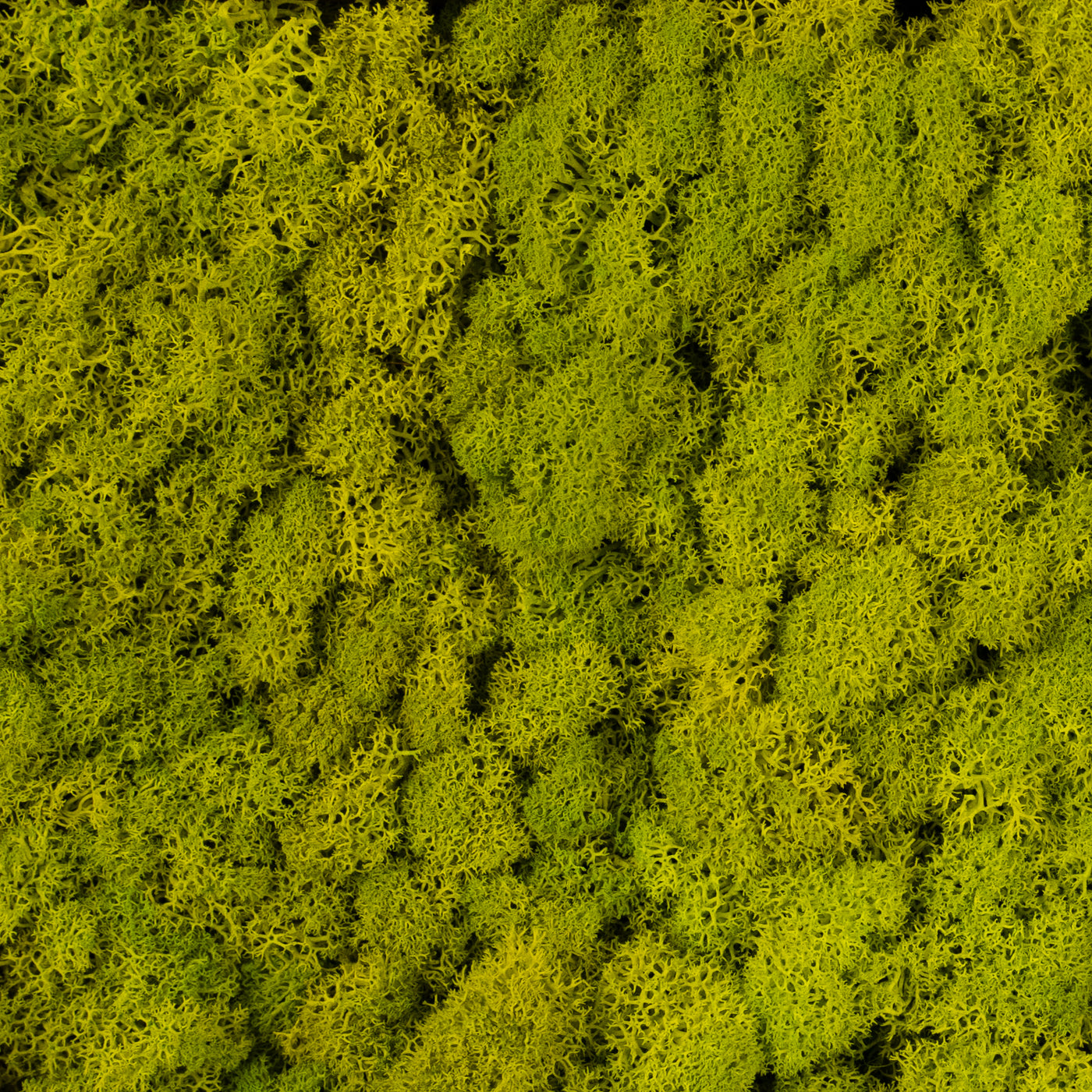 Licheni conservati 500g, verde primavara RR05