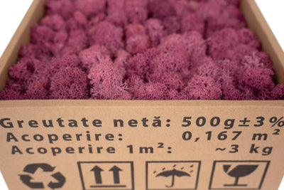 Licheni conservati 500g, violet plum deschis  RR52