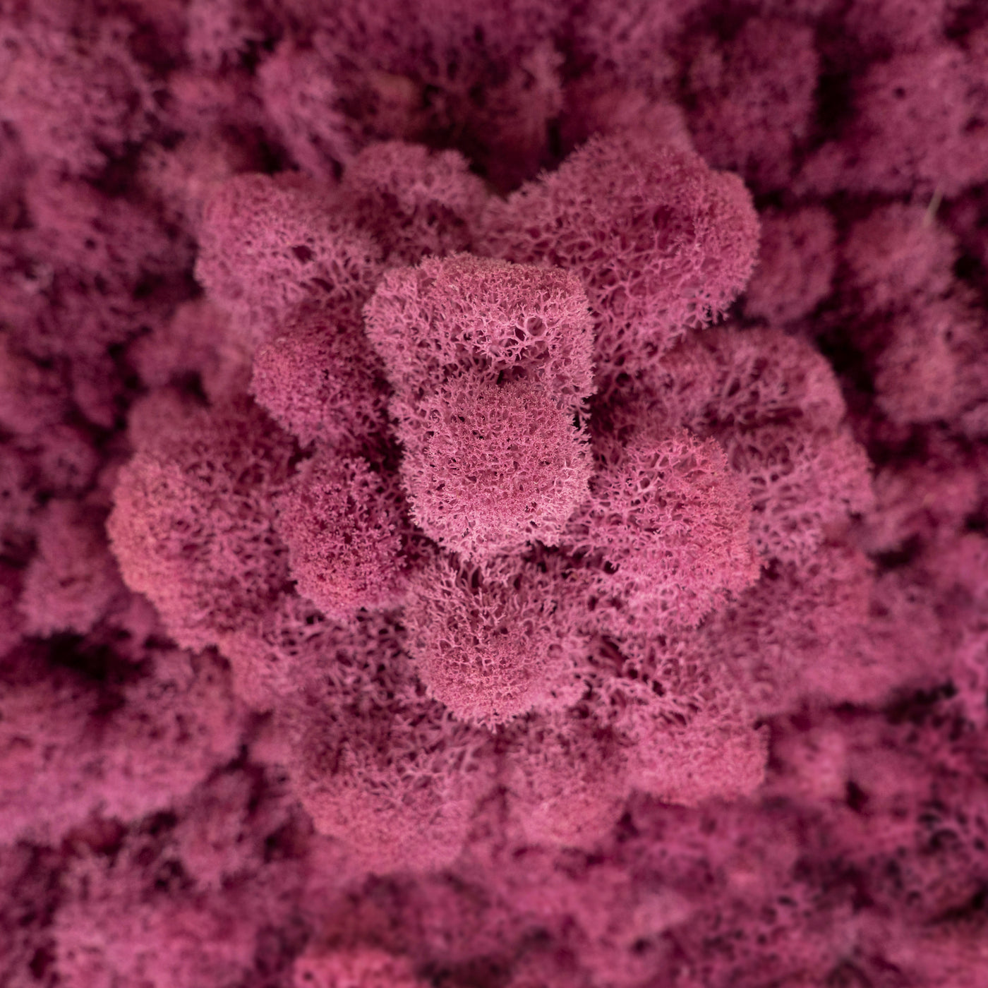 Licheni conservati 500g, violet plum deschis  RR52