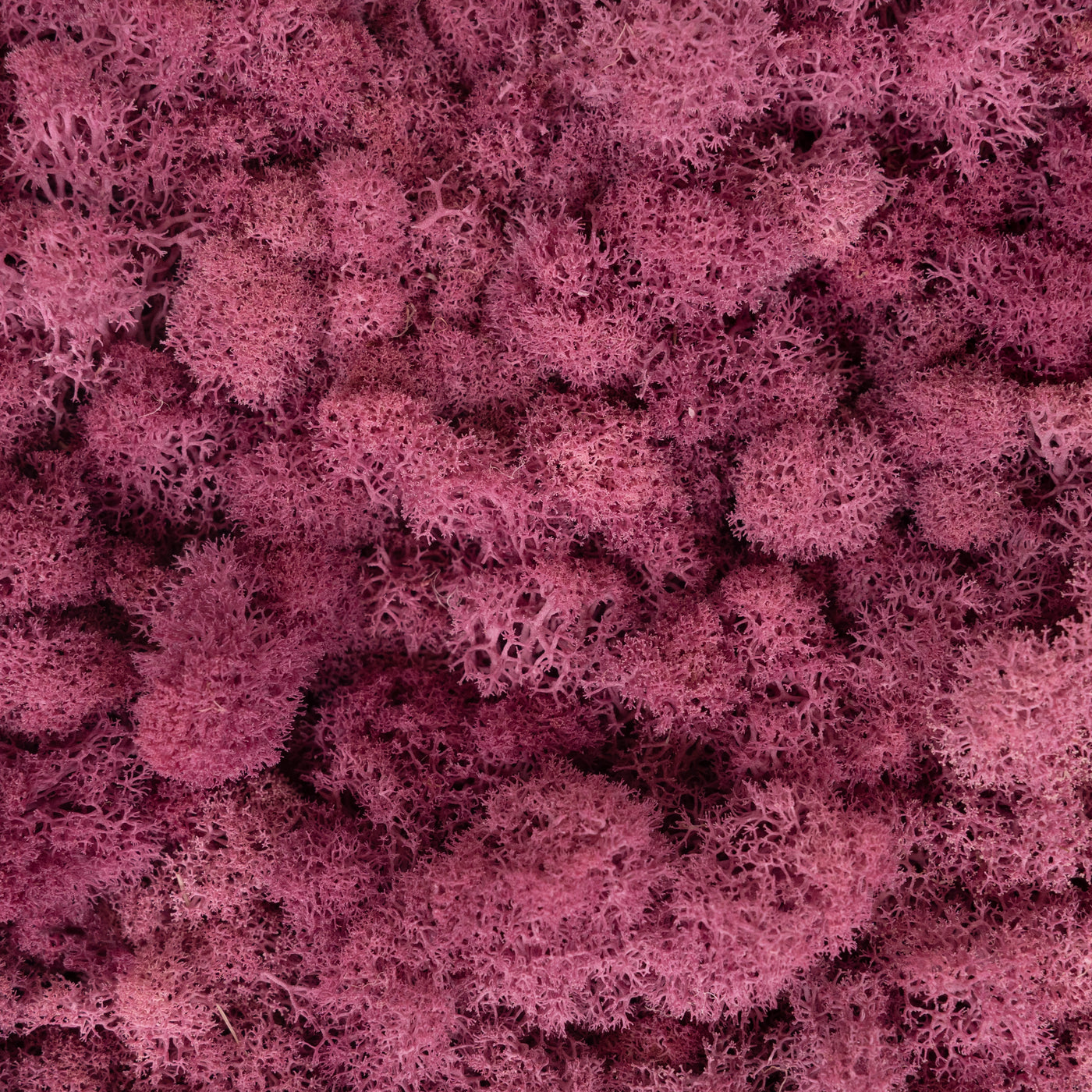 Licheni curatati si fara radacina conservati 500g NET, calitate ULTRA PREMIUM, violet plum deschis  RR52