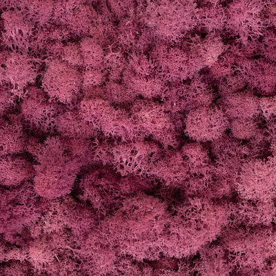 Licheni curatati si fara radacina conservati 500g NET, calitate ULTRA PREMIUM, violet plum deschis  RR52