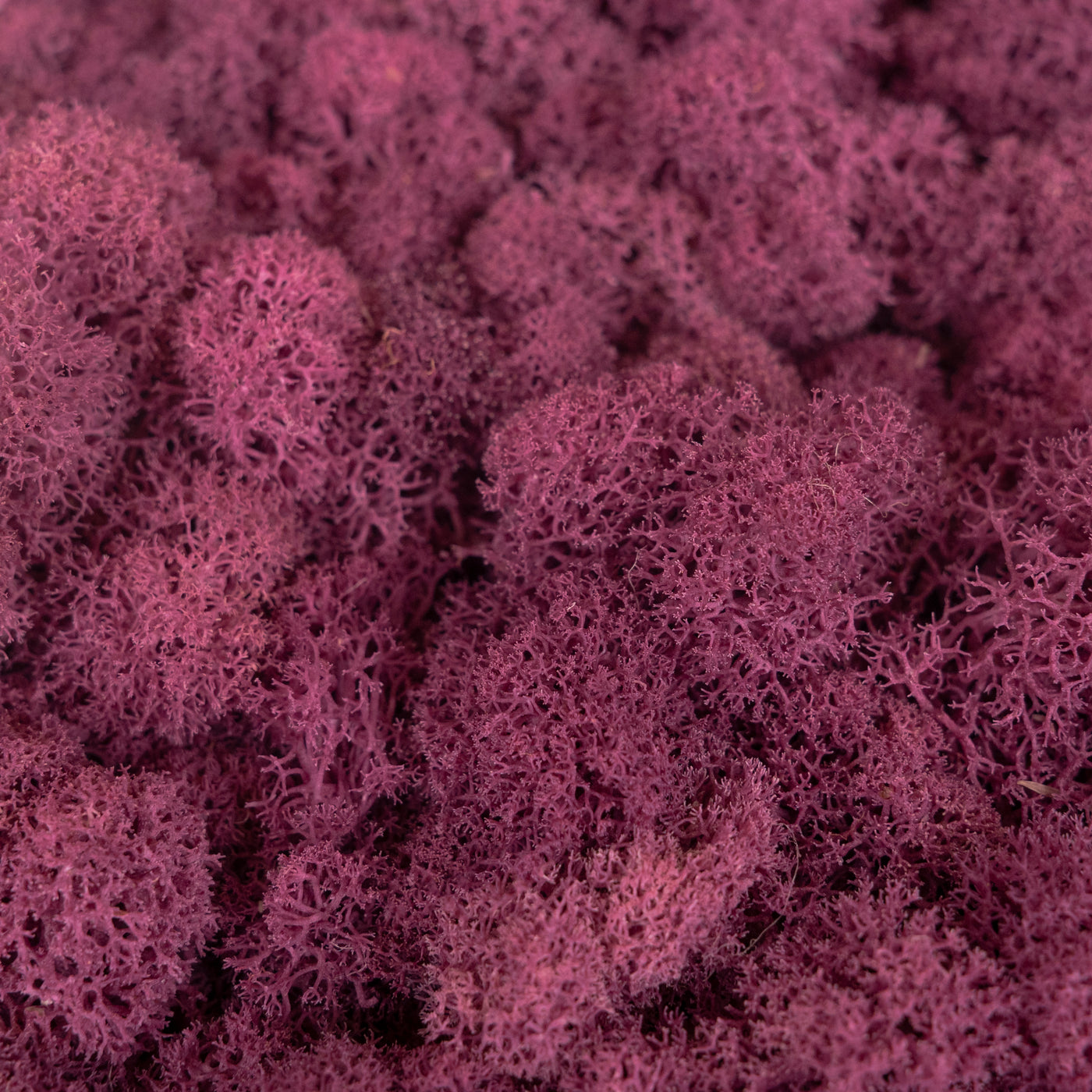 Licheni curatati si fara radacina conservati 500g NET, calitate ULTRA PREMIUM, violet plum inchis RR46