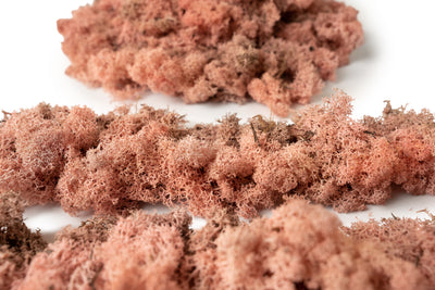 Licheni conservati cu radacina 0.5kg.roz-culoare neuniforma. 10 cutii pe 1 mp. 570 lei pt 1mp
