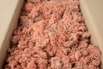 Licheni conservati cu radacina 0.5kg.roz-culoare neuniforma. 10 cutii pe 1 mp. 570 lei pt 1mp