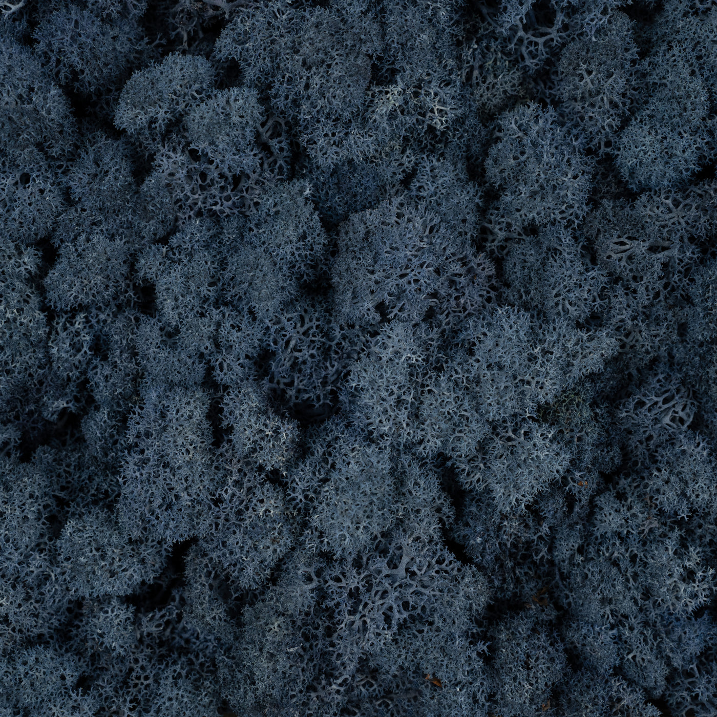 Licheni conservati cu radacina 500 g albastru. 10 cutii acopera 1 mp