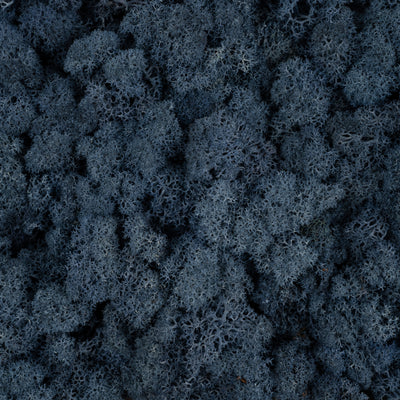 Licheni conservati cu radacina 500 g albastru. 10 cutii acopera 1 mp