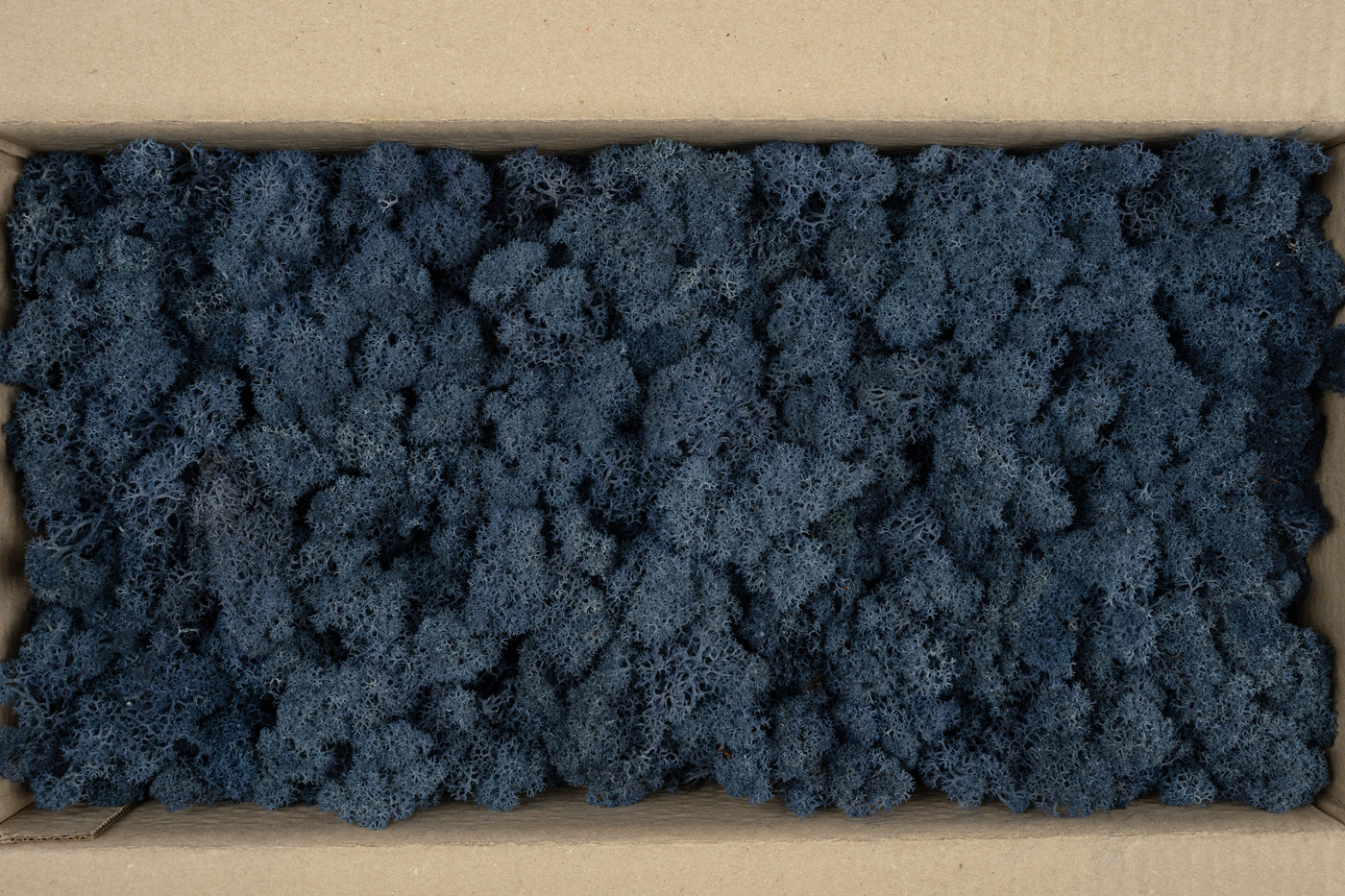 Licheni conservati cu radacina 500 g albastru. 10 cutii acopera 1 mp