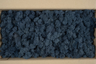 Licheni conservati cu radacina 500 g albastru. 10 cutii acopera 1 mp