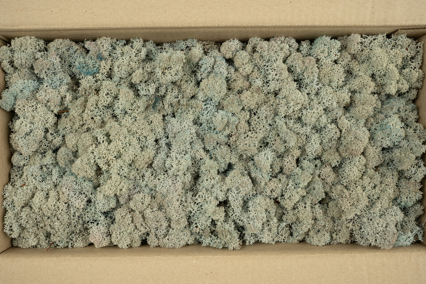 Licheni conservati cu radacina 500 g albastru gheata. 10 cutii acopera 1 mp