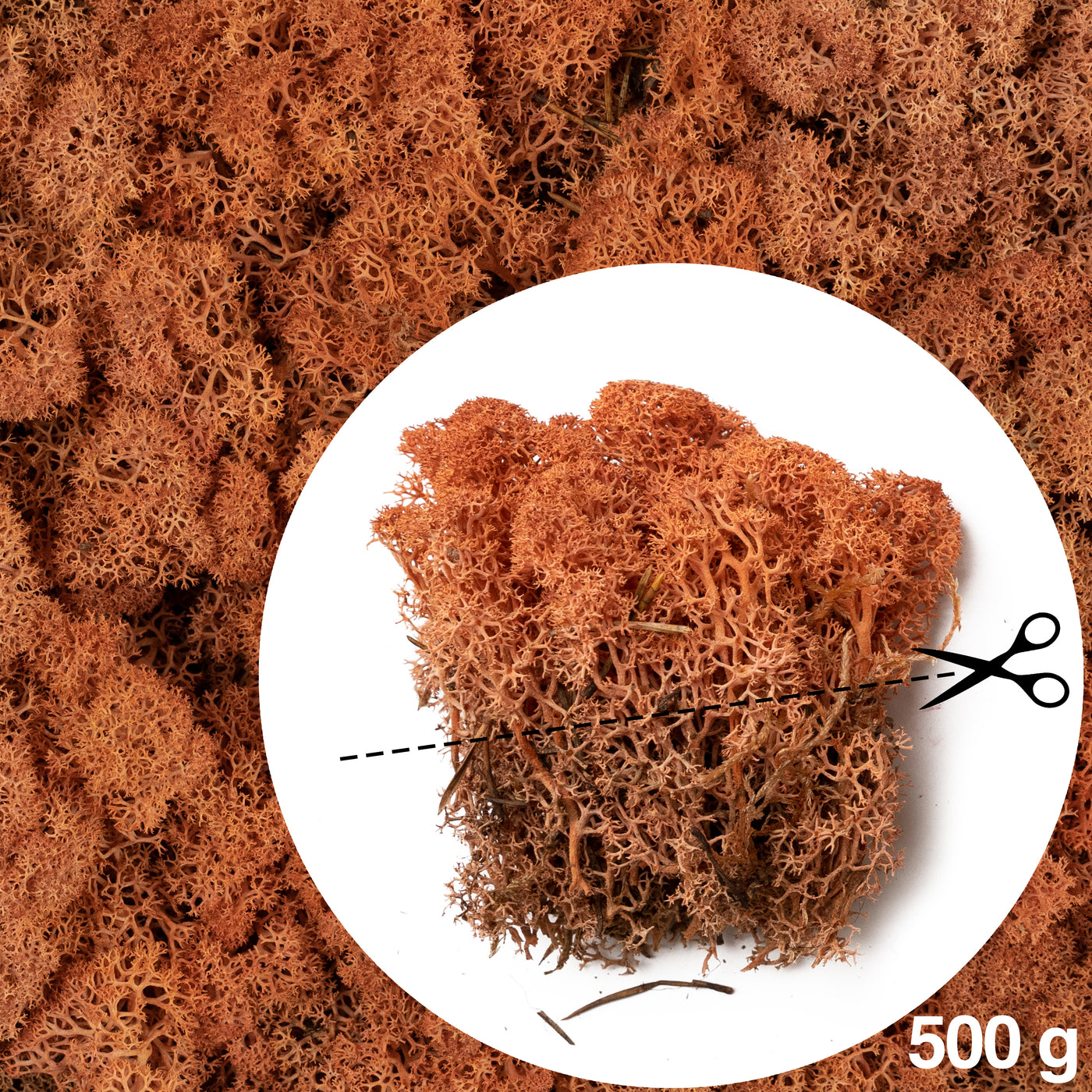 Licheni conservati cu radacina 500 g mango. 10 cutii acopera 1 mp