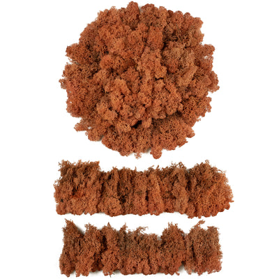 Licheni conservati cu radacina 500 g mango. 10 cutii acopera 1 mp