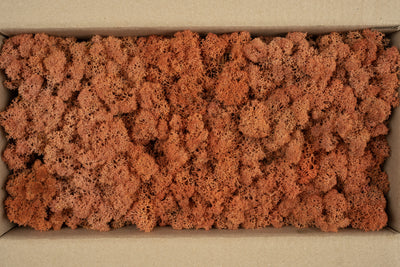 Licheni conservati cu radacina 500 g mango. 10 cutii acopera 1 mp