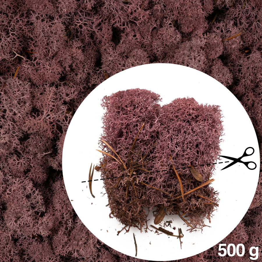 Licheni conservati cu radacina 500 g mov erica. 10 cutii acopera 1 mp