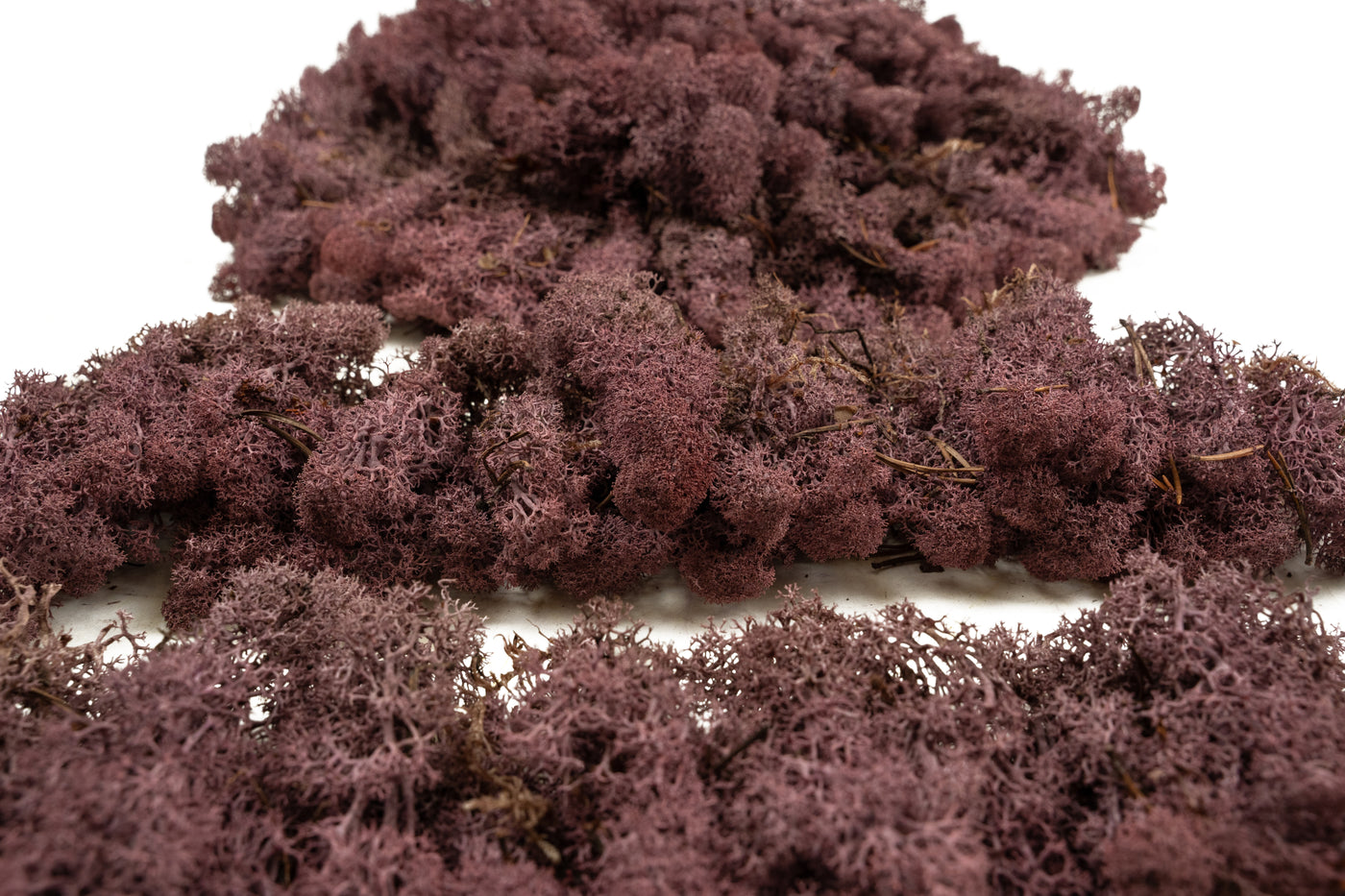 Licheni conservati cu radacina 500 g mov erica. 10 cutii acopera 1 mp