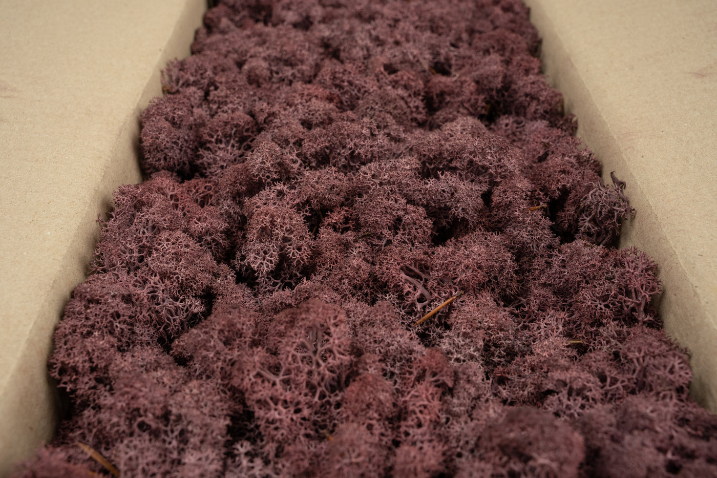 Licheni conservati cu radacina 500 g mov erica. 10 cutii acopera 1 mp