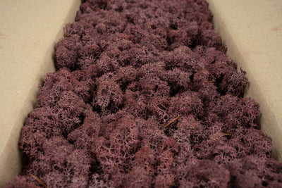 Licheni conservati cu radacina 500 g mov erica. 10 cutii acopera 1 mp