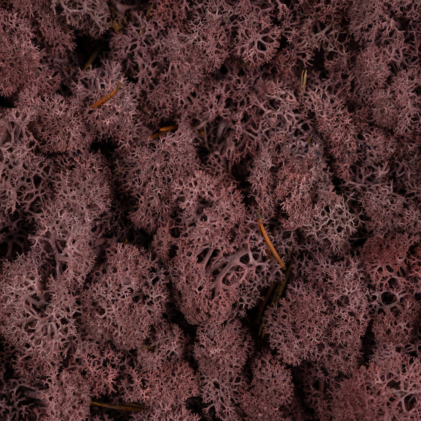 Licheni conservati cu radacina 500 g mov erica. 10 cutii acopera 1 mp