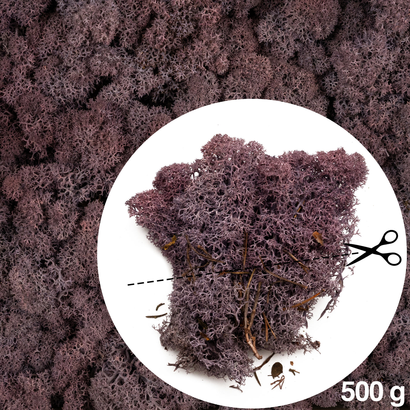 Licheni conservati cu radacina 500 g mov indigo. 10 cutii acopera 1 mp