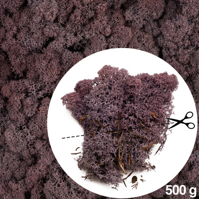 Licheni conservati cu radacina 500 g mov indigo. 10 cutii acopera 1 mp