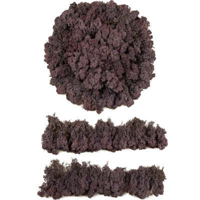 Licheni conservati cu radacina 500 g mov indigo. 10 cutii acopera 1 mp