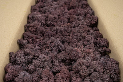 Licheni conservati cu radacina 500 g mov indigo. 10 cutii acopera 1 mp