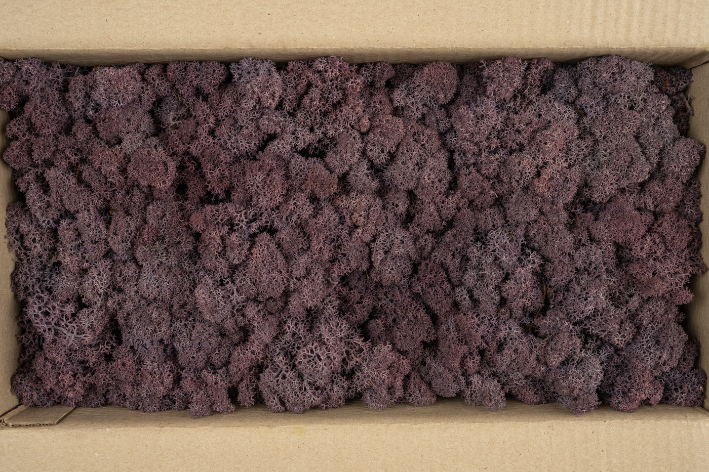 Licheni conservati cu radacina 500 g mov indigo. 10 cutii acopera 1 mp