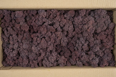 Licheni conservati cu radacina 500 g mov indigo. 10 cutii acopera 1 mp