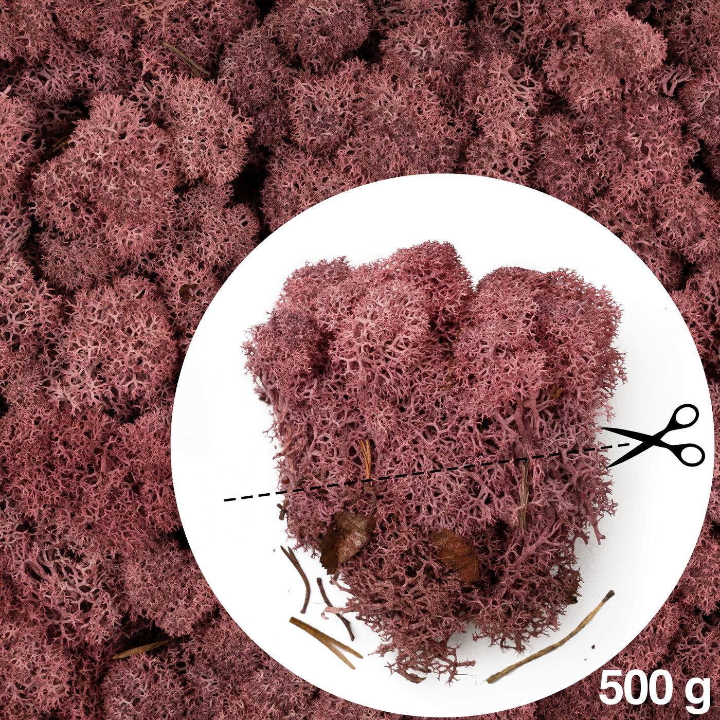 Licheni conservati cu radacina 500 g rosu burgundy. 10 cutii acopera 1 mp