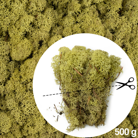 Licheni conservati cu radacina 500 g verde maslin. 10 cutii acopera 1 mp