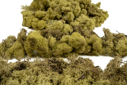 Licheni conservati cu radacina 500 g verde maslin. 10 cutii acopera 1 mp