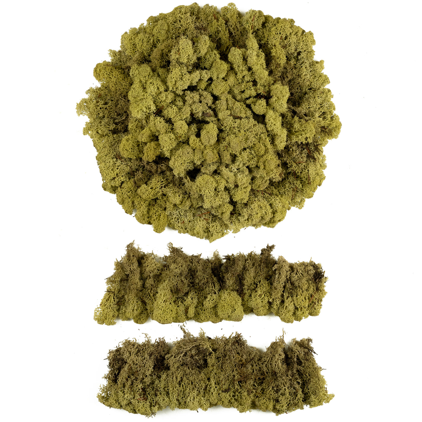 Licheni conservati cu radacina 500 g verde maslin. 10 cutii acopera 1 mp