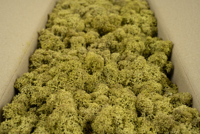 Licheni conservati cu radacina 500 g verde maslin. 10 cutii acopera 1 mp