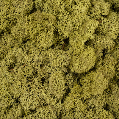 Licheni conservati cu radacina 500 g verde maslin. 10 cutii acopera 1 mp