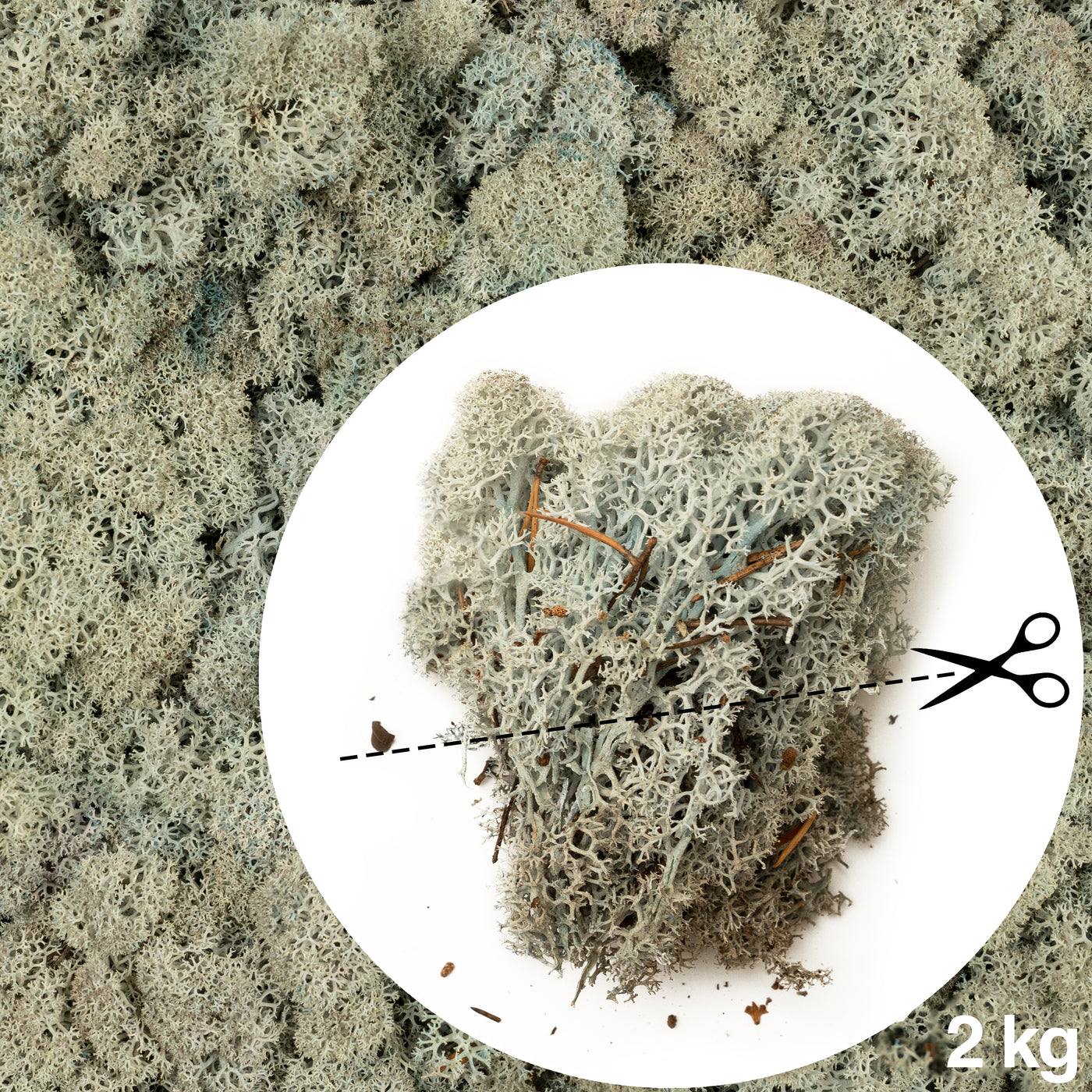 Licheni conservati necuratati cu radacina 2kg. albastru gheata