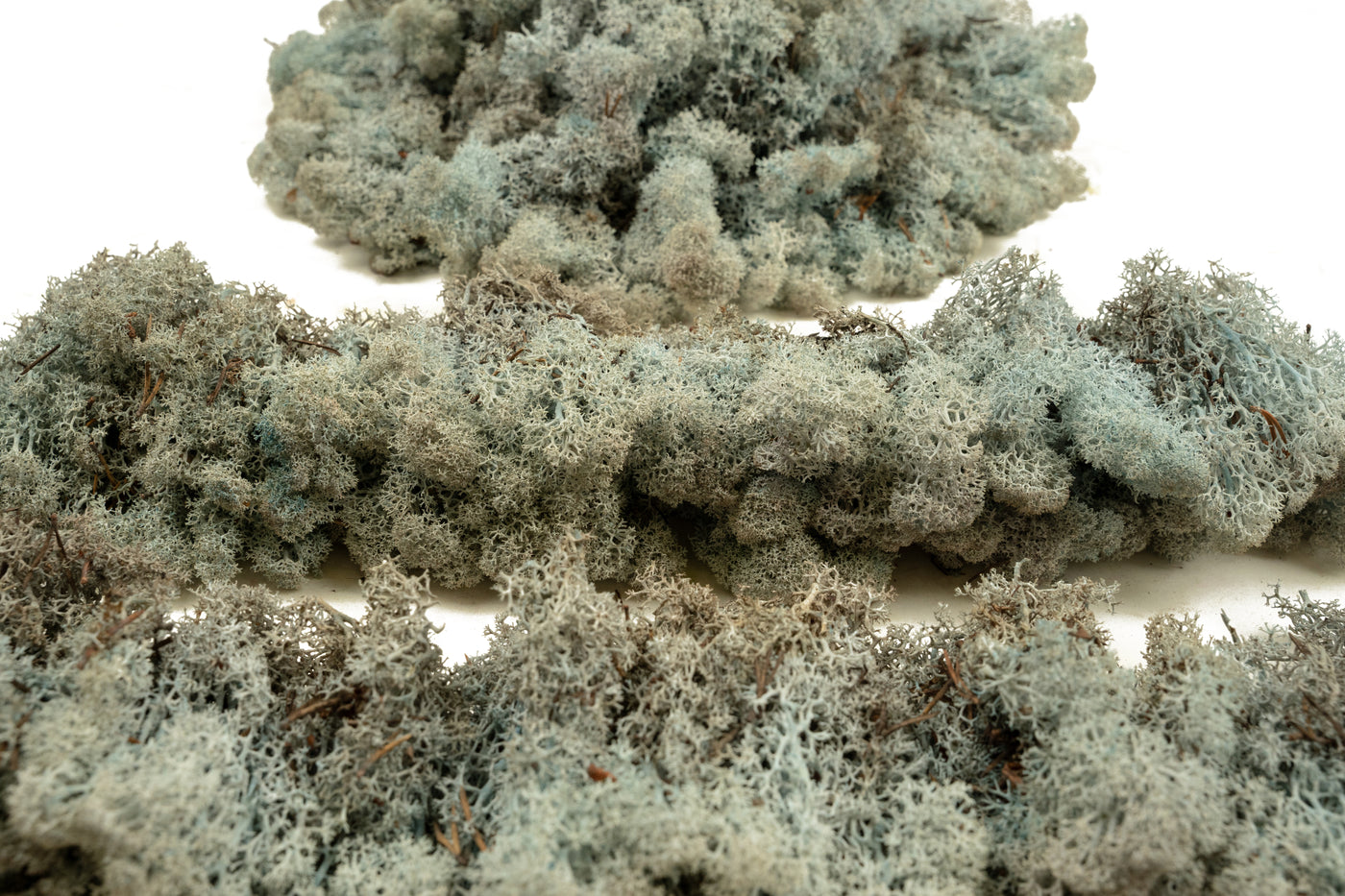 Licheni conservati necuratati cu radacina 2kg. albastru gheata