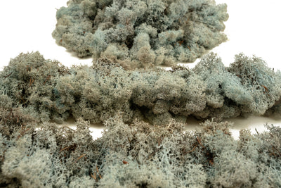 Licheni conservati necuratati cu radacina 2kg. albastru gheata